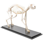 Cat Skeleton (Felis catus), Flexibly Mounted, Specimen