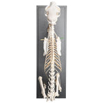 Cat Skeleton (Felis catus), Flexibly Mounted, Specimen