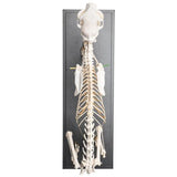 Cat Skeleton (Felis catus), Flexibly Mounted, Specimen