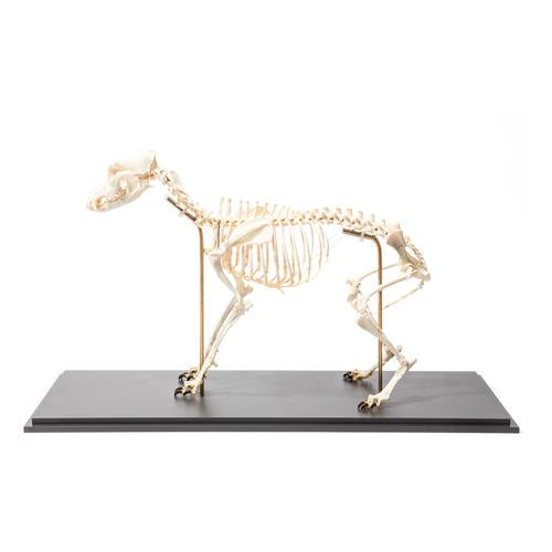 Dog Skeleton (Canis lupus familiaris), Size L, Flexibly Mounted, Specimen