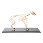 Dog Skeleton (Canis lupus familiaris), Size L, Flexibly Mounted, Specimen