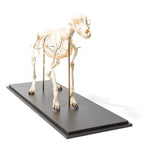 Dog Skeleton (Canis lupus familiaris), Size L, Flexibly Mounted, Specimen