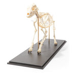 Dog Skeleton (Canis lupus familiaris), Size L, Flexibly Mounted, Specimen