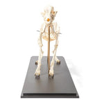 Dog Skeleton (Canis lupus familiaris), Size L, Flexibly Mounted, Specimen