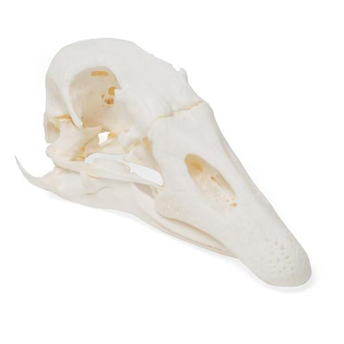 Goose Skull (Anser anser domesticus), Specimen