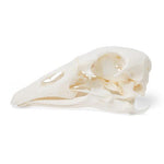 Goose Skull (Anser anser domesticus), Specimen