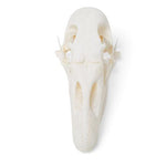 Goose Skull (Anser anser domesticus), Specimen