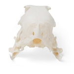 Goose Skull (Anser anser domesticus), Specimen