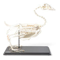 Goose Skeleton (Anser anser domesticus), Specimen
