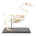 Goose Skeleton (Anser anser domesticus), Specimen