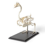Goose Skeleton (Anser anser domesticus), Specimen