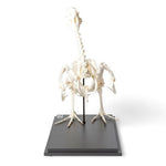 Goose Skeleton (Anser anser domesticus), Specimen