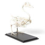 Goose Skeleton (Anser anser domesticus), Specimen