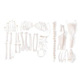 Goose skeleton (Anser anser domesticus), disarticulated