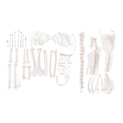 Goose skeleton (Anser anser domesticus), disarticulated