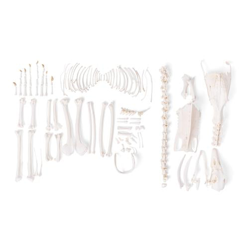Goose skeleton (Anser anser domesticus), disarticulated