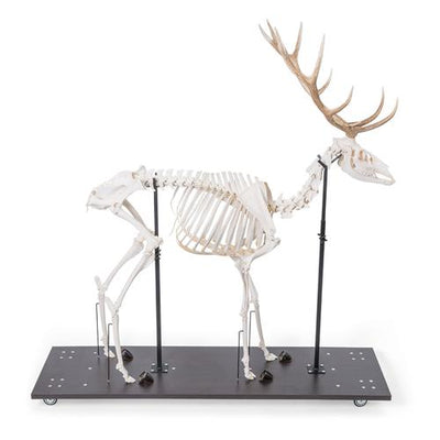 Red Deer Skeleton (Cervus elaphus), male, articulated on base