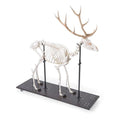 Red Deer Skeleton (Cervus elaphus), male, articulated on base