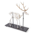 Red Deer Skeleton (Cervus elaphus), male, articulated on base