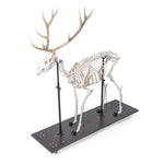 Red Deer Skeleton (Cervus elaphus), male, articulated on base