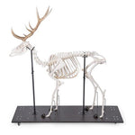 Red Deer Skeleton (Cervus elaphus), male, articulated on base
