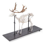 Fallow Deer Skeleton (Dama dama), male, articulated on base