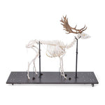 Fallow Deer Skeleton (Dama dama), male, articulated on base
