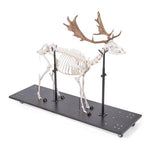 Fallow Deer Skeleton (Dama dama), male, articulated on base