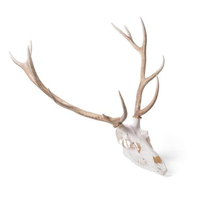 Fallow Deer skull (Dama dama), male