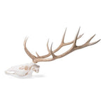 Red Deer skull (Cervus elaphus), male