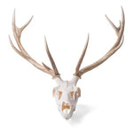 Red Deer skull (Cervus elaphus), male