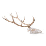 Red Deer skull (Cervus elaphus), male