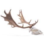 Fallow Deer skull (Dama dama), male