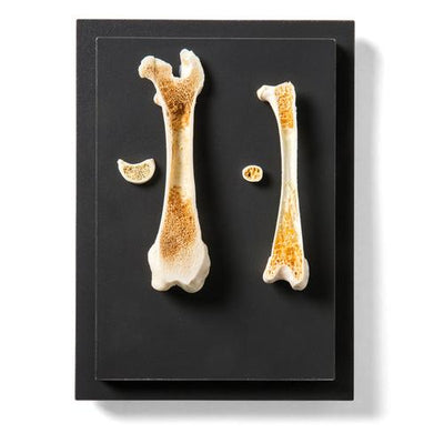 Structure of a Bird and a Mammal Bone, Specimen
