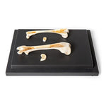 Structure of a Bird and a Mammal Bone, Specimen