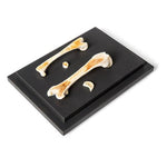 Structure of a Bird and a Mammal Bone, Specimen