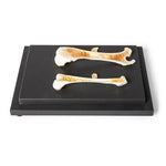 Structure of a Bird and a Mammal Bone, Specimen