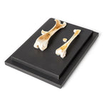 Structure of a Bird and a Mammal Bone, Specimen