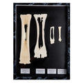 Comparison of longitudinal section of mammal metatarsal bones