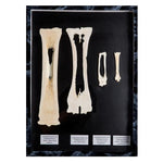 Comparison of longitudinal section of mammal metatarsal bones