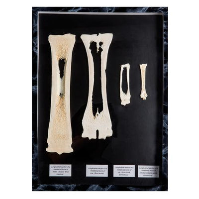 Comparison of longitudinal section of mammal metatarsal bones