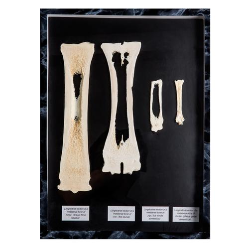 Comparison of longitudinal section of mammal metatarsal bones