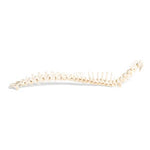 Dog (Canis lupus familiaris), spinal column, flexibly mounted