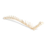 Dog (Canis lupus familiaris), spinal column, flexibly mounted