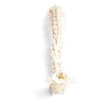 Dog (Canis lupus familiaris), spinal column, flexibly mounted