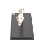 Dog (Canis lupus familiaris), spinal column + head, rigidly mounted