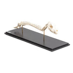 Dog (Canis lupus familiaris), spinal column + head, rigidly mounted