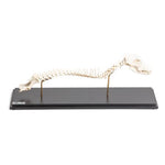 Dog (Canis lupus familiaris), spinal column + head, rigidly mounted