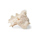Dog (Canis lupus familiaris), sacrum
