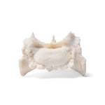 Dog (Canis lupus familiaris), sacrum